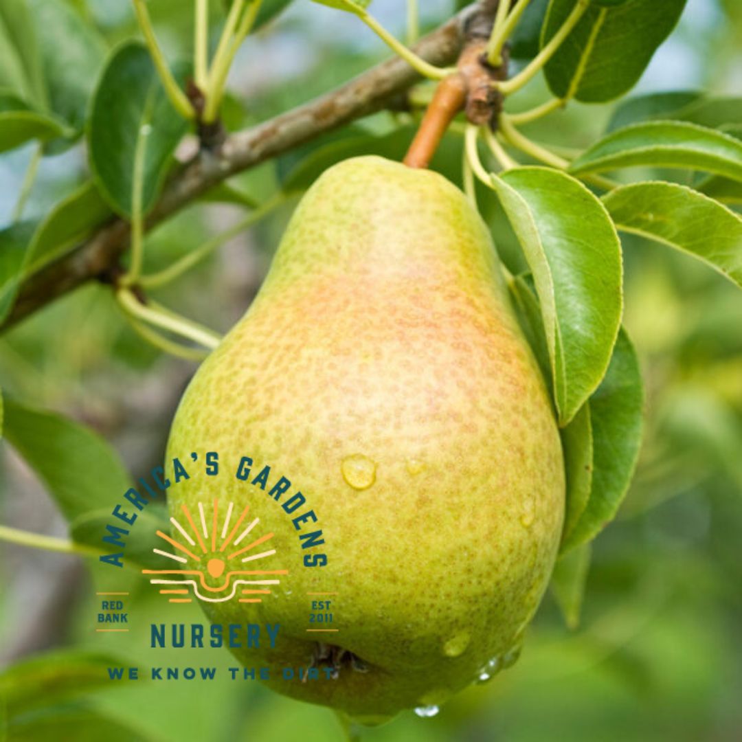 Bartlett Pear Tree - America's Gardens Nursery