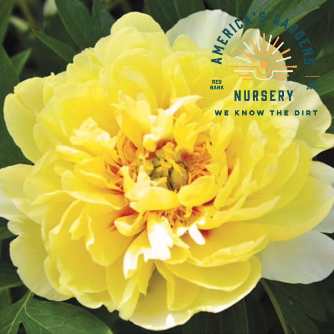 Bartzella Itoh Peony - America's Gardens Nursery