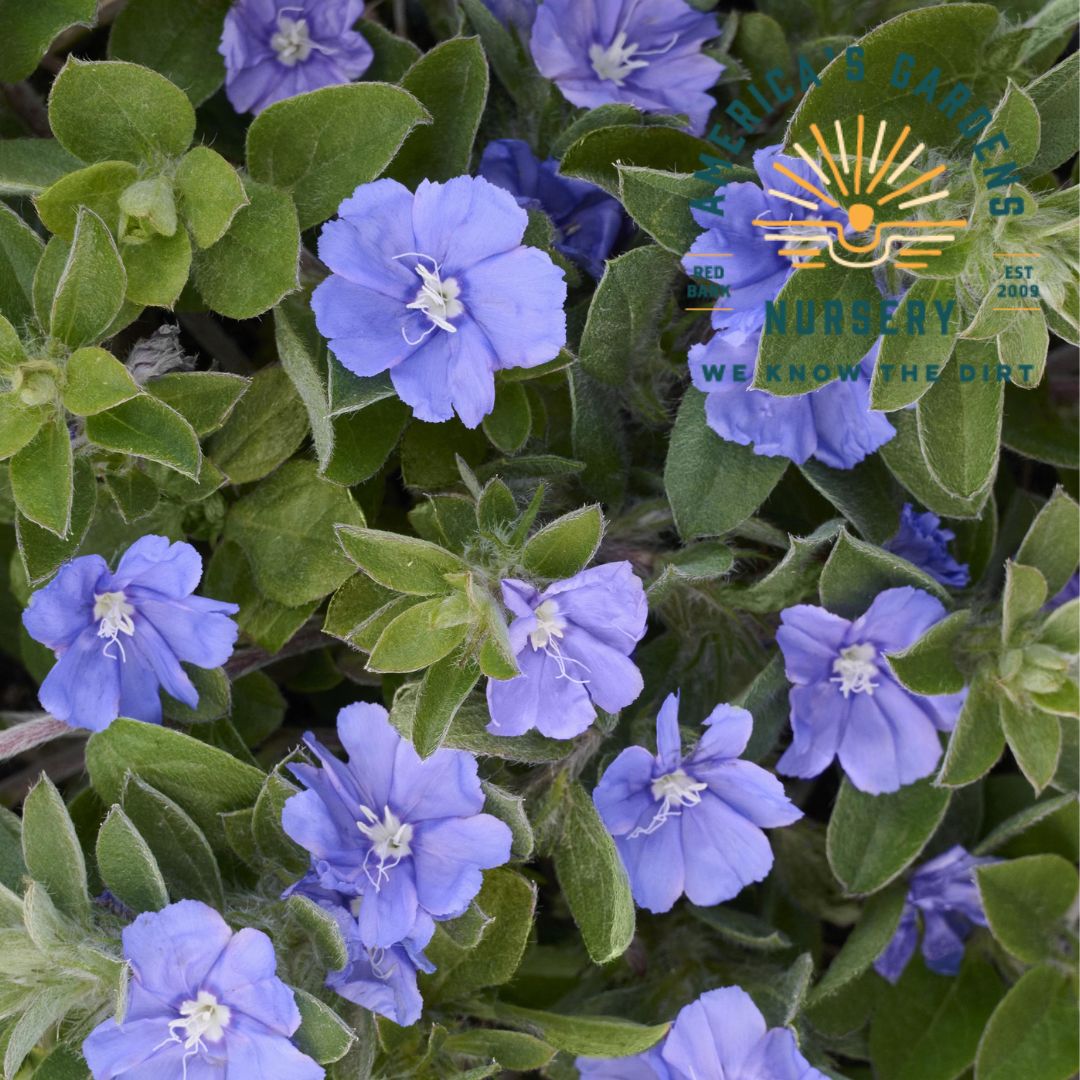 Beach Bum Blue Evolvulus - America's Gardens Nursery