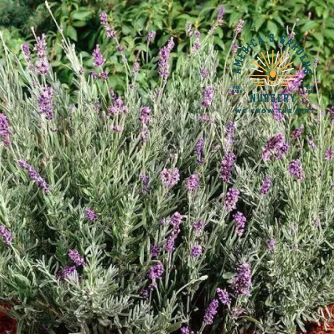 Bee My Honey Munstead Lavender - America's Gardens Nursery
