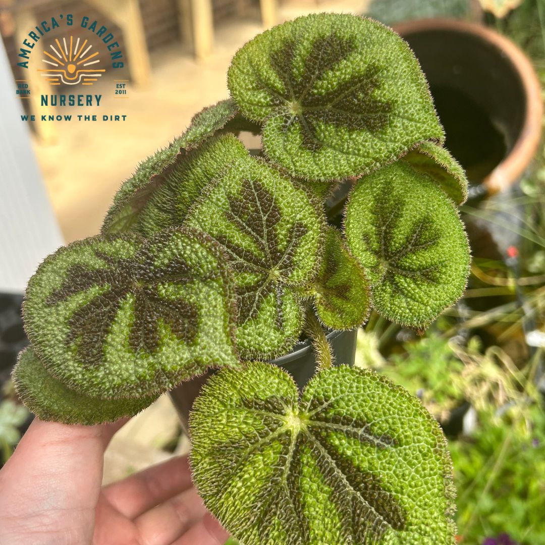 Begonia Masoniana Rock - America's Gardens Nursery