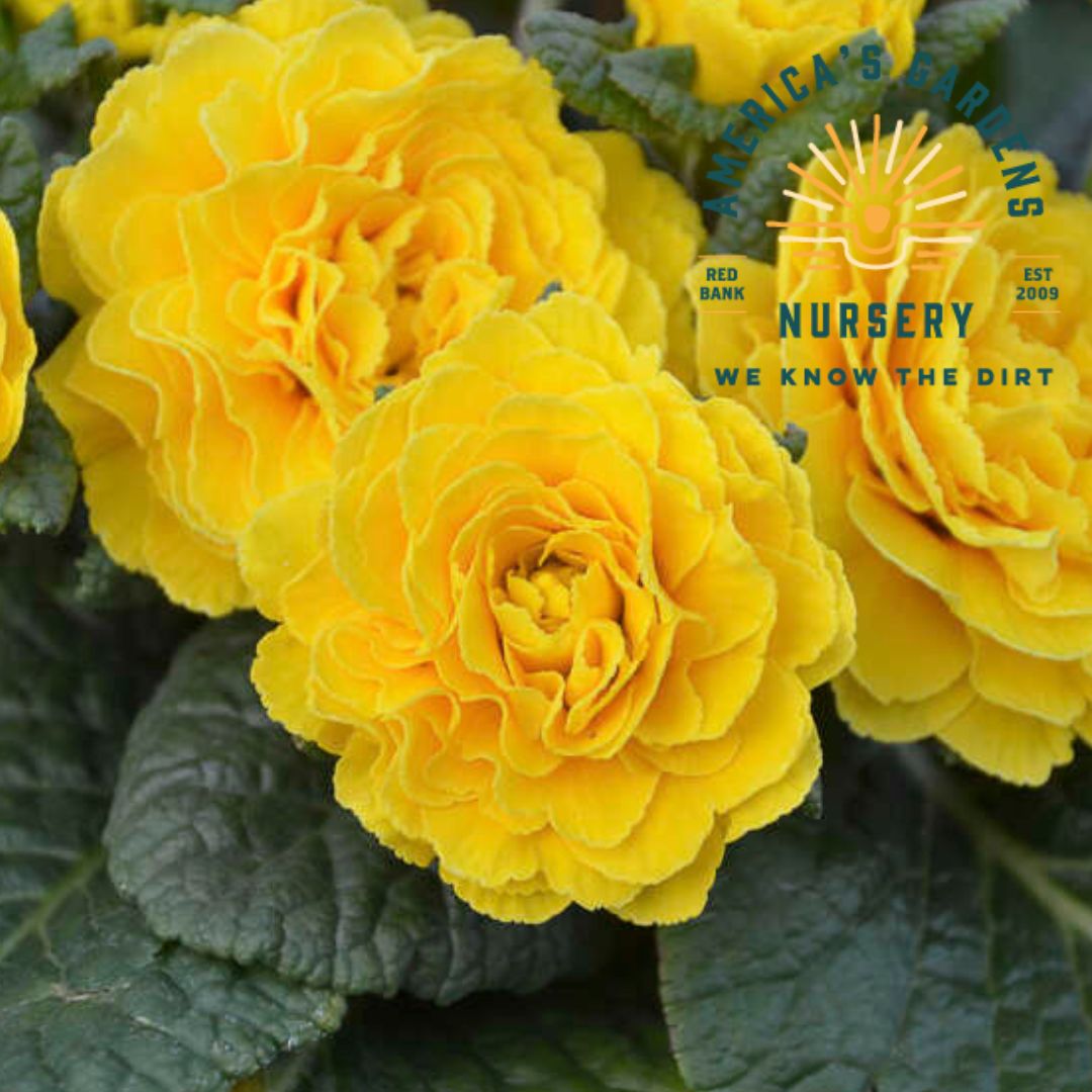 Belarina Spring Sun Primrose - America's Gardens Nursery