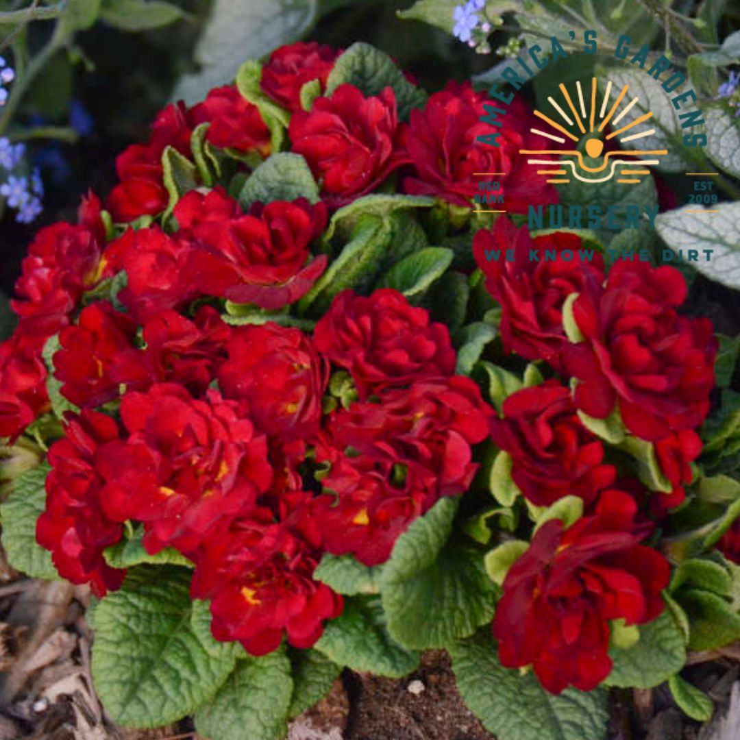 Belarina Valentine Primrose - America's Gardens Nursery