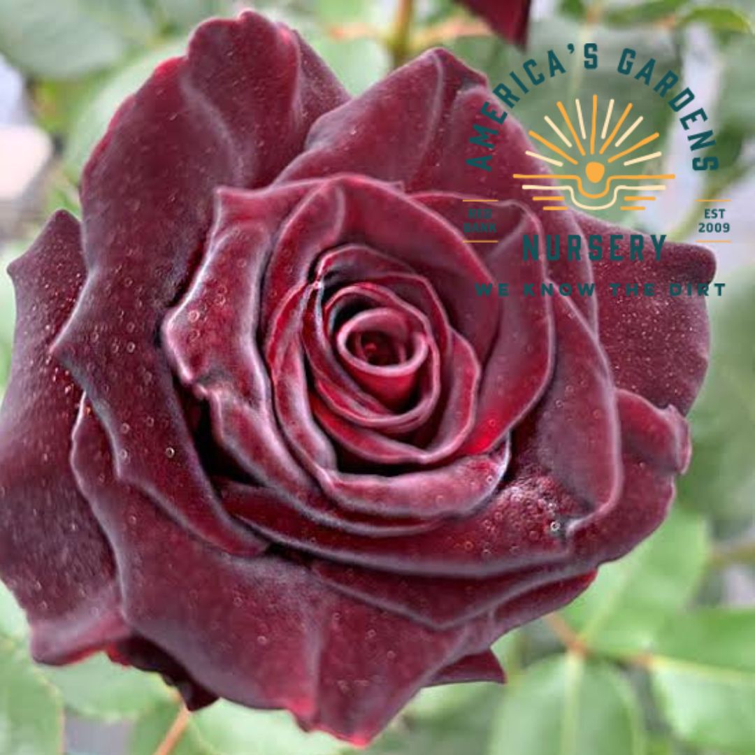Black Baccara Rose Bush - America's Gardens Nursery