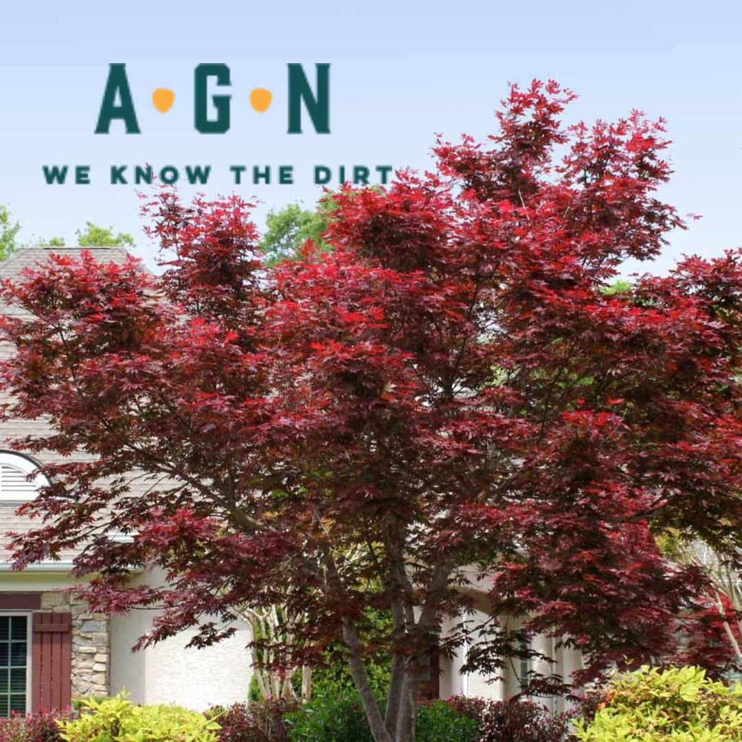 Bloodgood Japanese Maple Tree - America's Gardens Nursery