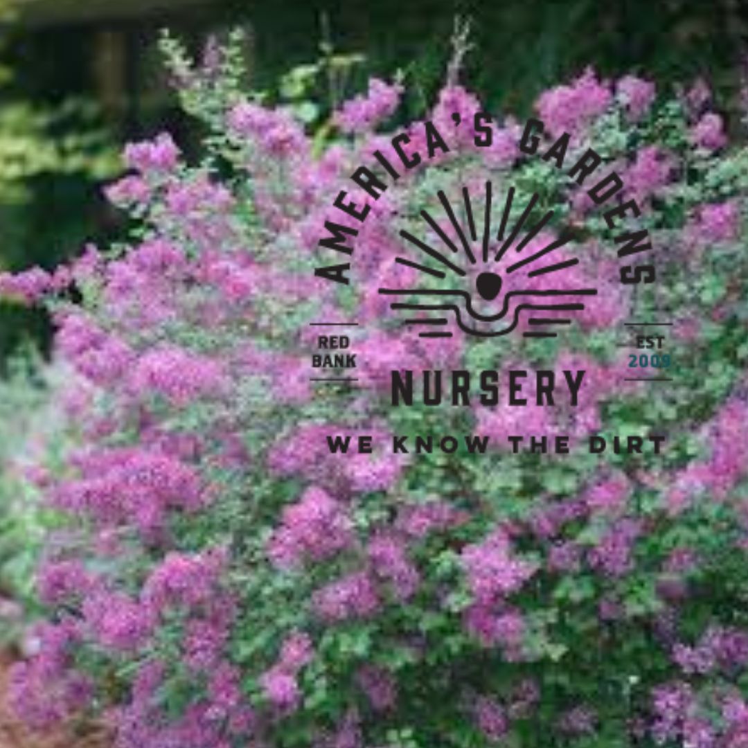 Bloomerang Double Blooming Purple Lilac - America's Gardens Nursery