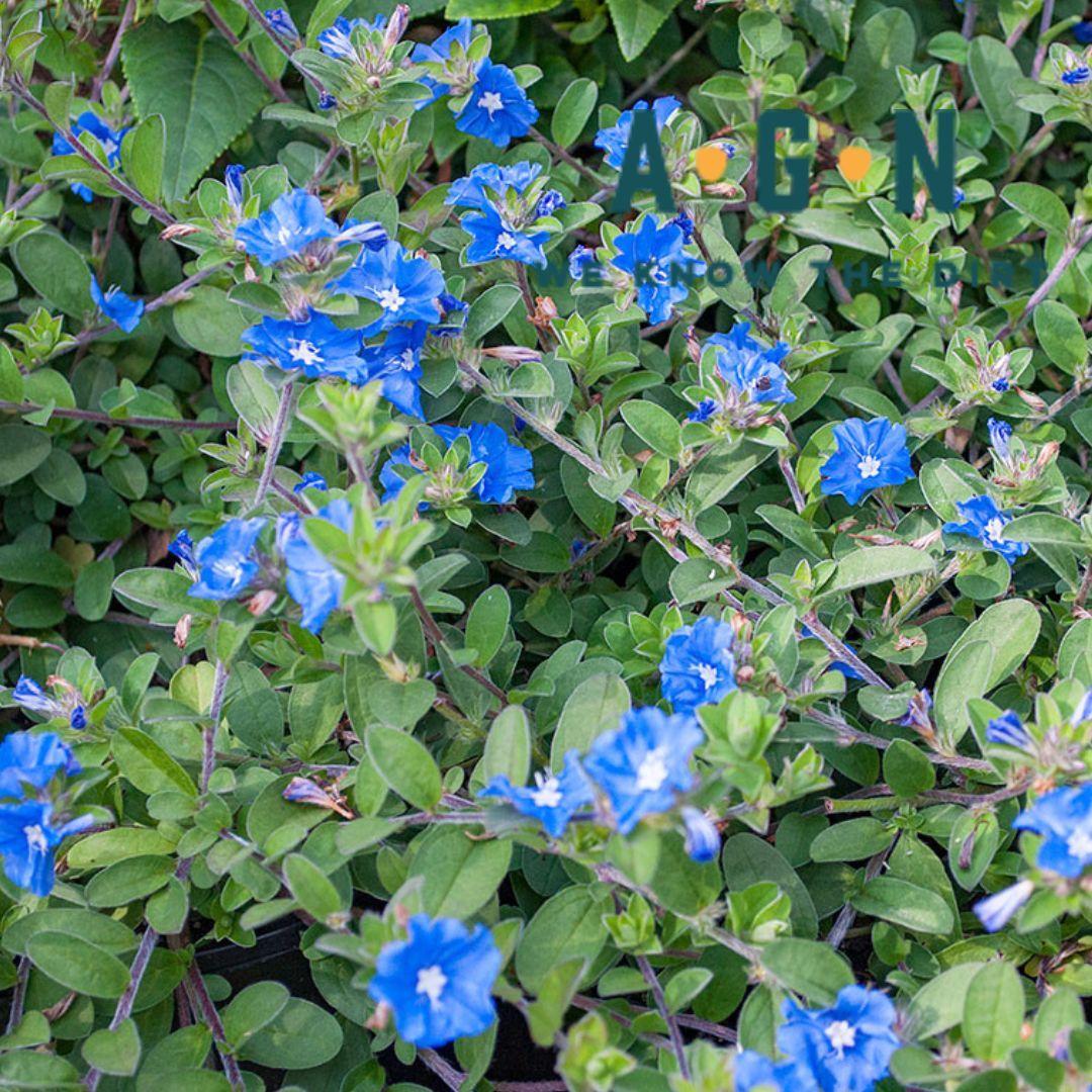 Blue Daze Evolvulus - America's Gardens Nursery