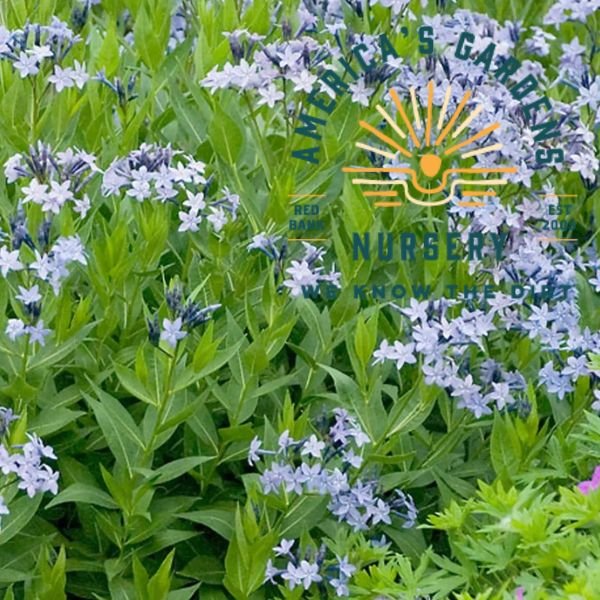 Blue Ice Amsonia - America's Gardens Nursery