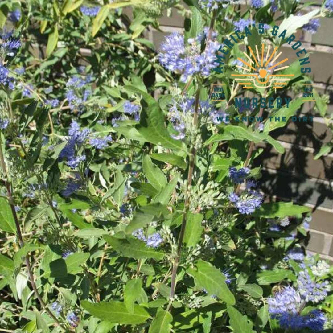 Blue Mist Bluebeard - America's Gardens Nursery