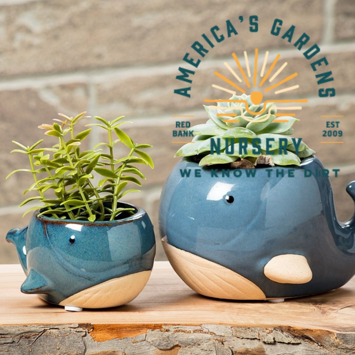 Blue Whale Planter - America's Gardens Nursery