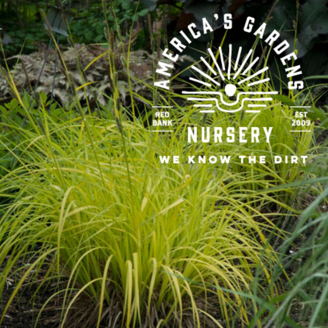 Bowles Golden Carex Sedge Grass - America's Gardens Nursery