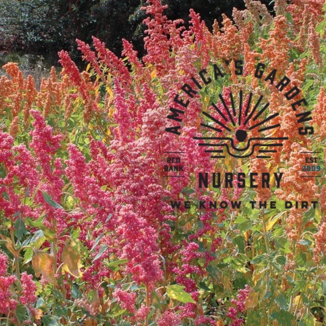 Brilliant Rainbow Quinoa - America's Gardens Nursery
