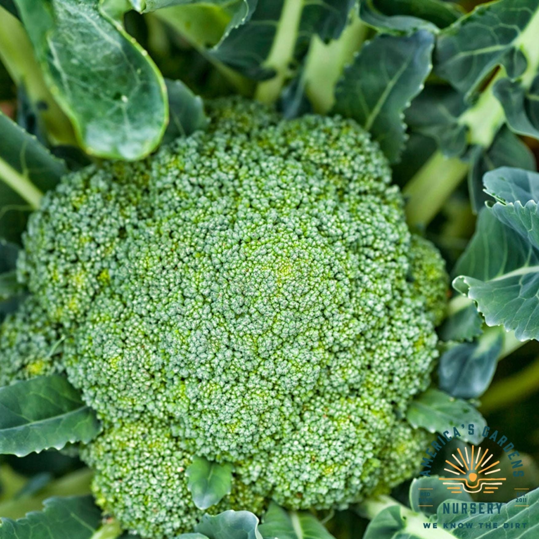 Broccoli Breen Magic - America's Gardens Nursery