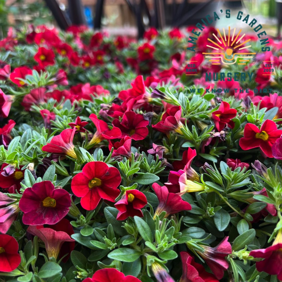 Cabaret Red Improved Calibrachoa - America's Gardens Nursery