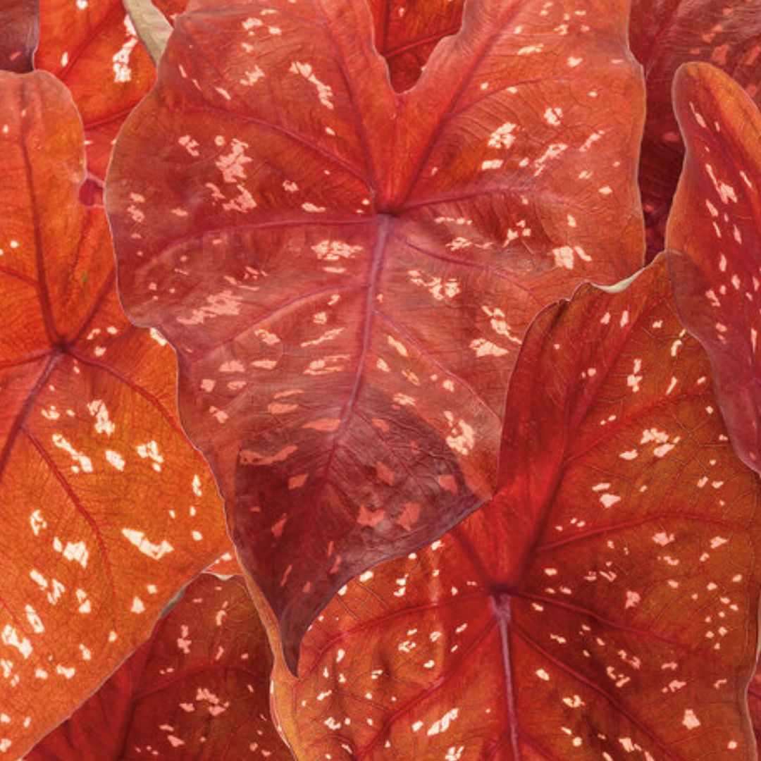Caladium - America's Gardens Nursery