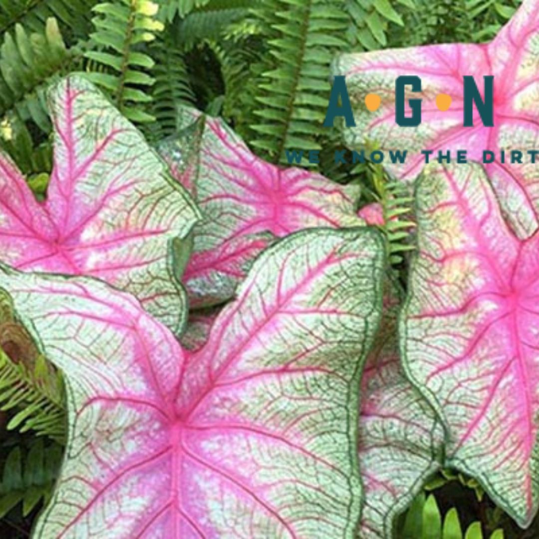Caladium - America's Gardens Nursery