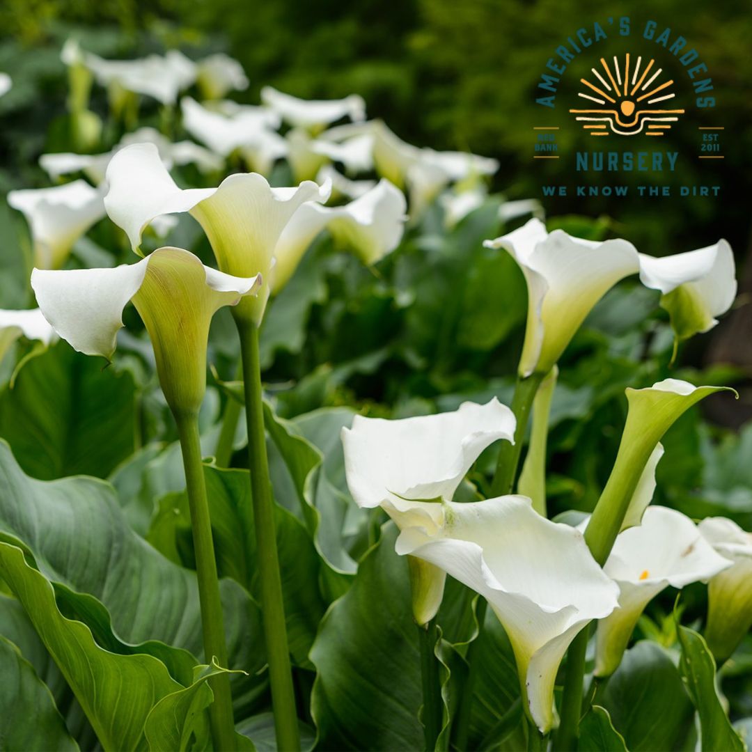 Calla Lily, White - America's Gardens Nursery