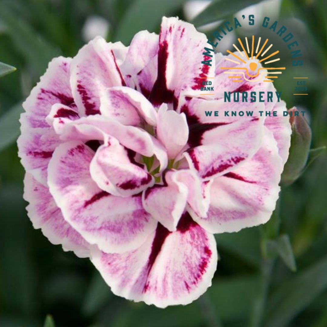 Capitan Magnifica Dianthus - America's Gardens Nursery