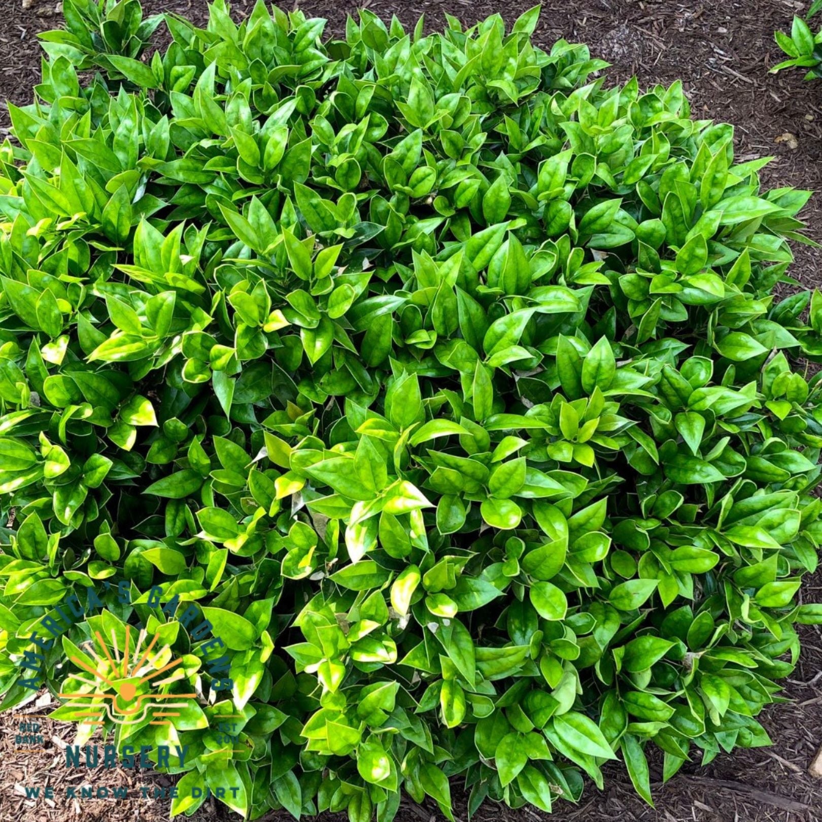 Carissa Holly - America's Gardens Nursery