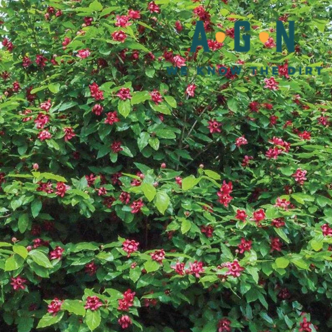 Carolina Allspice (Sweetshrub) - America's Gardens Nursery