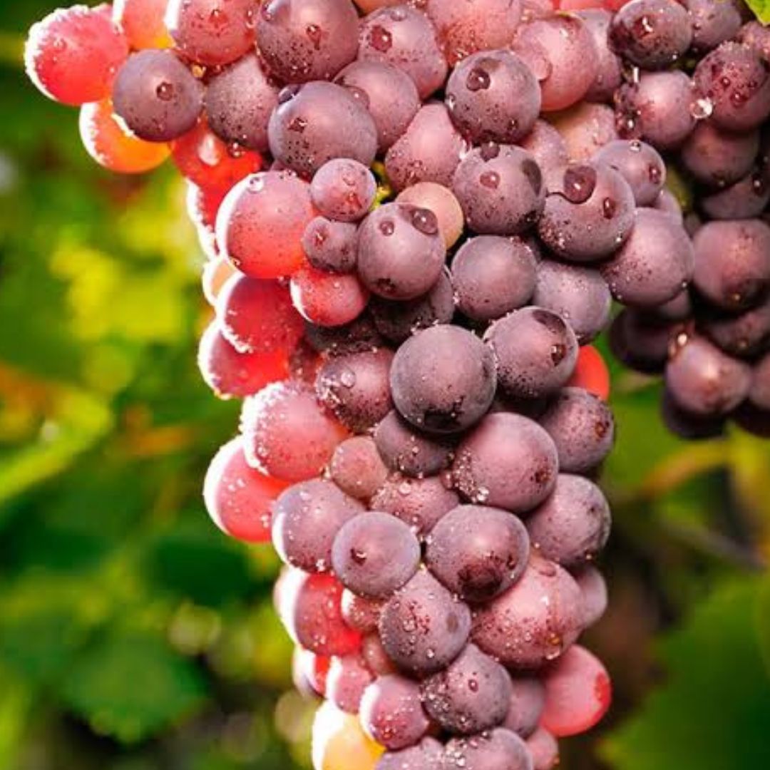 Catawba Grape Vine - America's Gardens Nursery