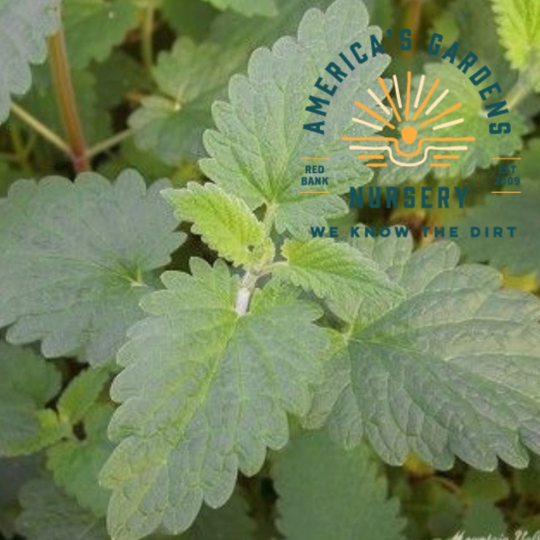 Catnip - America's Gardens Nursery