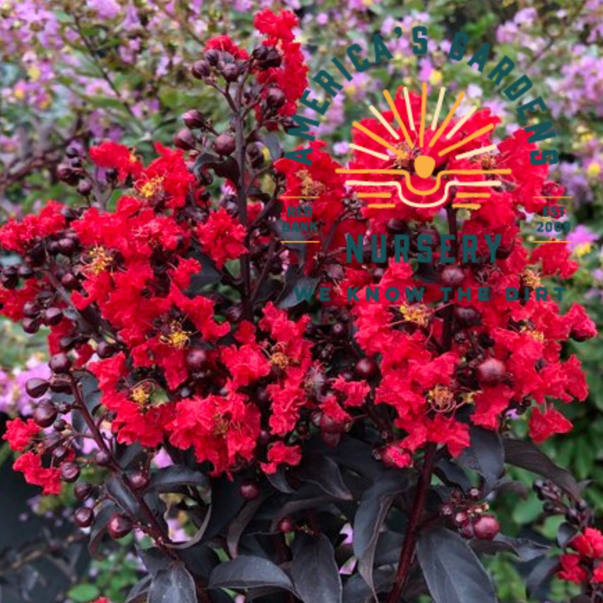 Center Stage Crepe Myrtle - America's Gardens Nursery