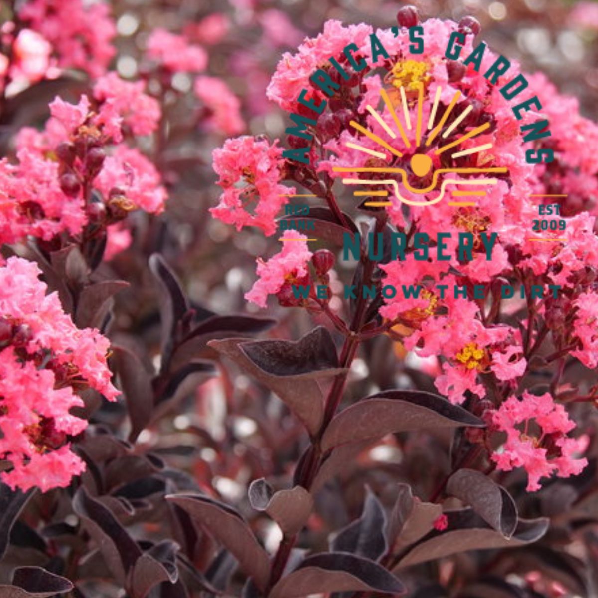 Center Stage Crepe Myrtle - America's Gardens Nursery