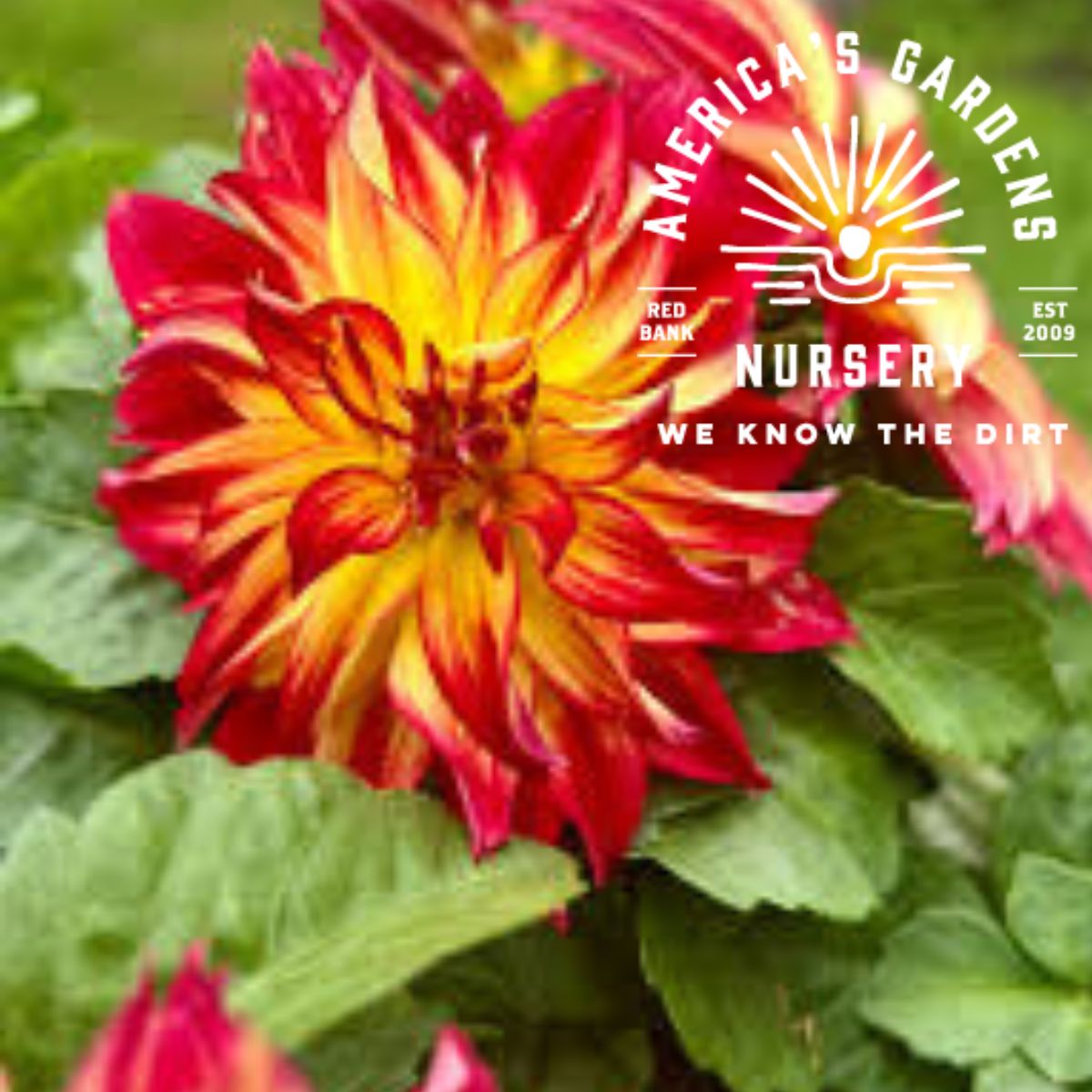 Cherie Red Flare Dahlia - America's Gardens Nursery