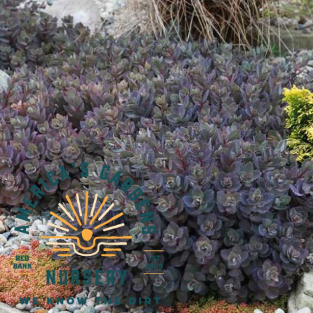 Cherry Tart Stonecrop Sedum - America's Gardens Nursery