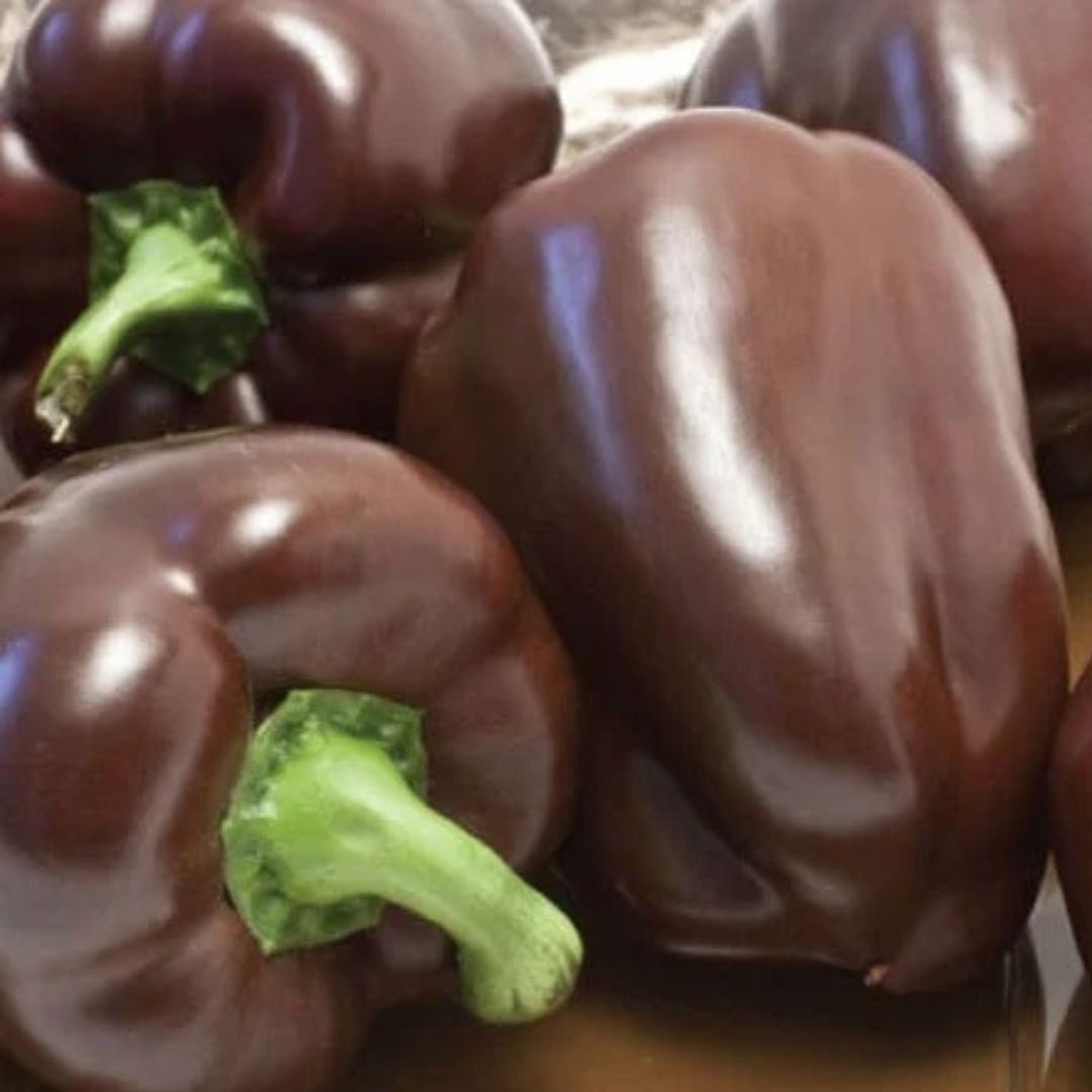 Chocolate Bell Pepper Plant - America's Gardens Nursery