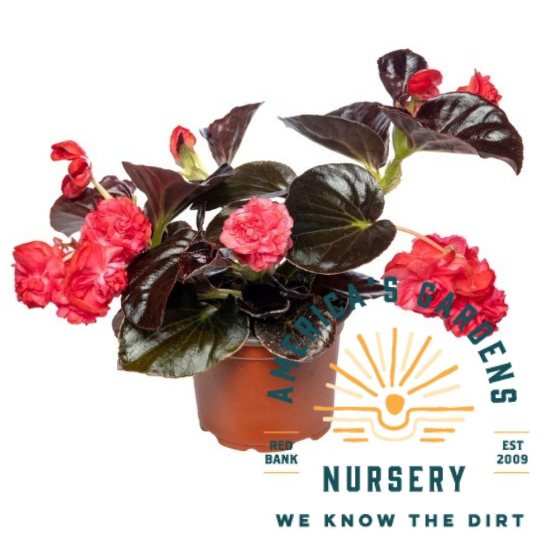 Chocolate Cherry Birthday Bash Double Begonia - America's Gardens Nursery
