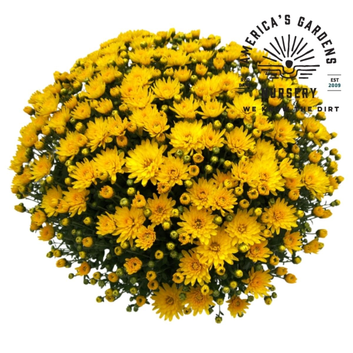 Chrysanthemums - America's Gardens Nursery