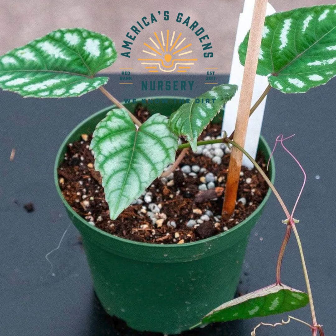 Cissus Discolor - America's Gardens Nursery