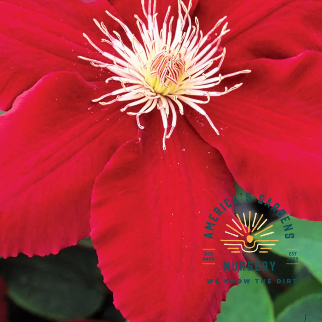Clematis, Rebecca - America's Gardens Nursery