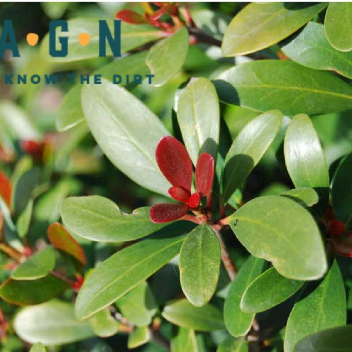 Cleyera Leanne - America's Gardens Nursery