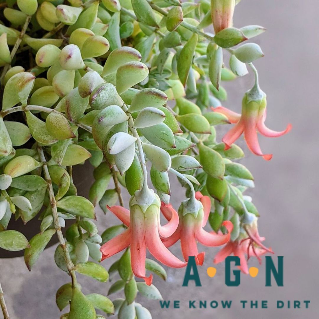 cliff hanger succulent Cliff Hanger Hanging Basket – America's Gardens Nursery