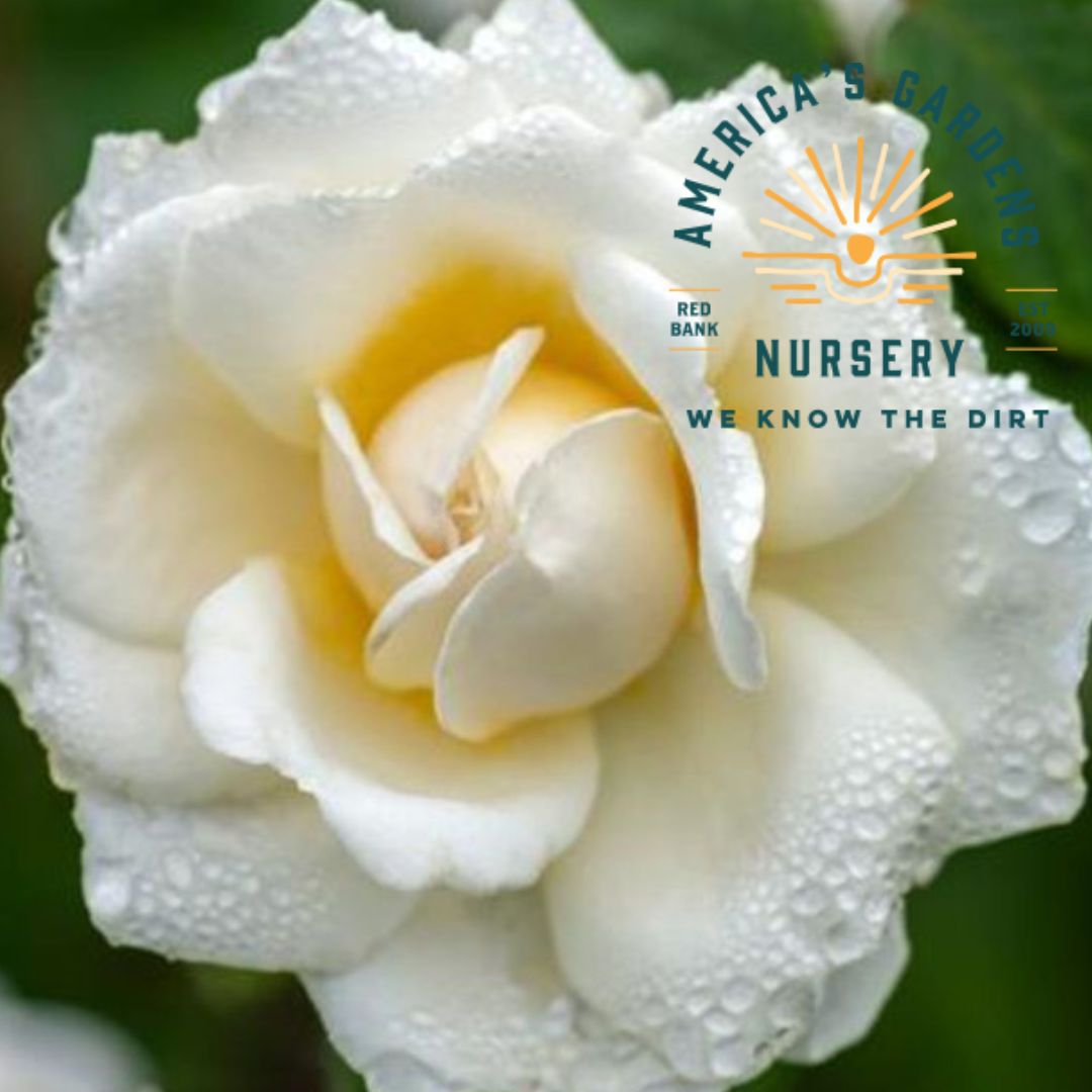 Cloud 10 Climbing Rose Bush - America's Gardens Nursery
