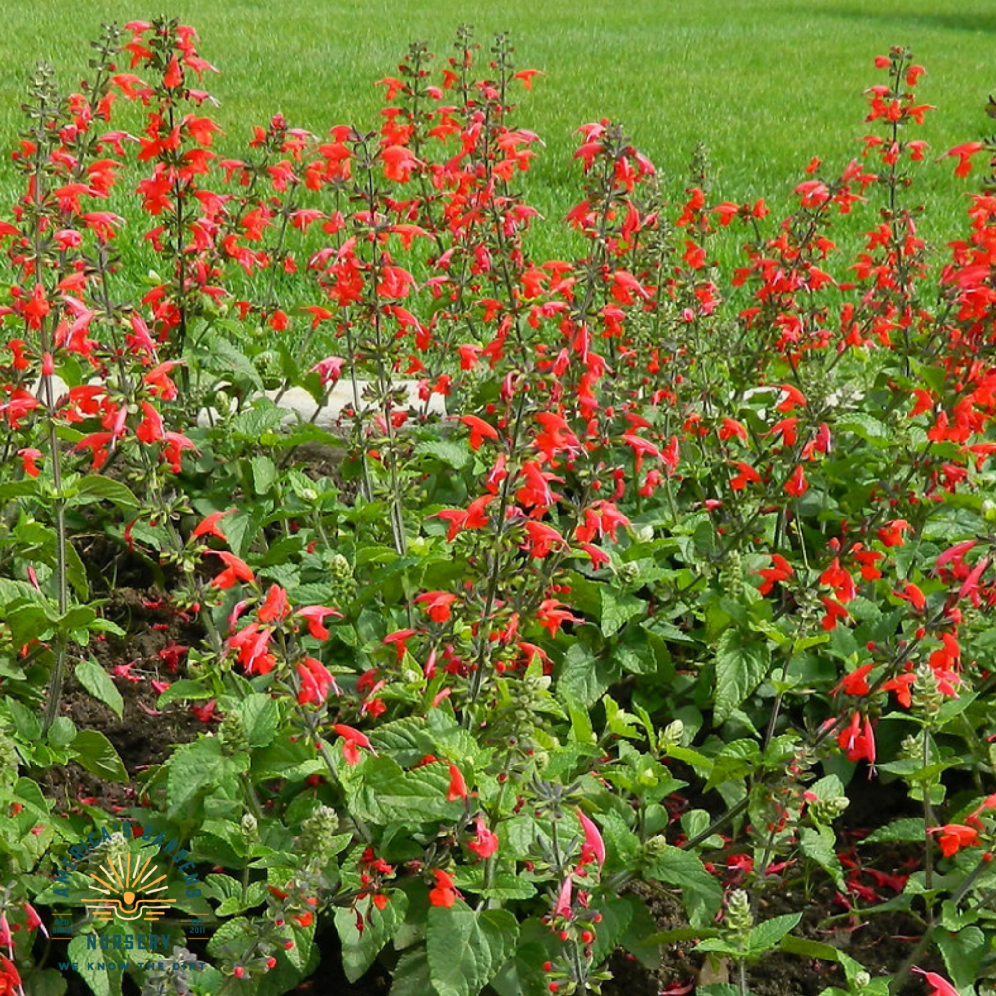 Coccinea Summer Jewel Salvia - America's Gardens Nursery