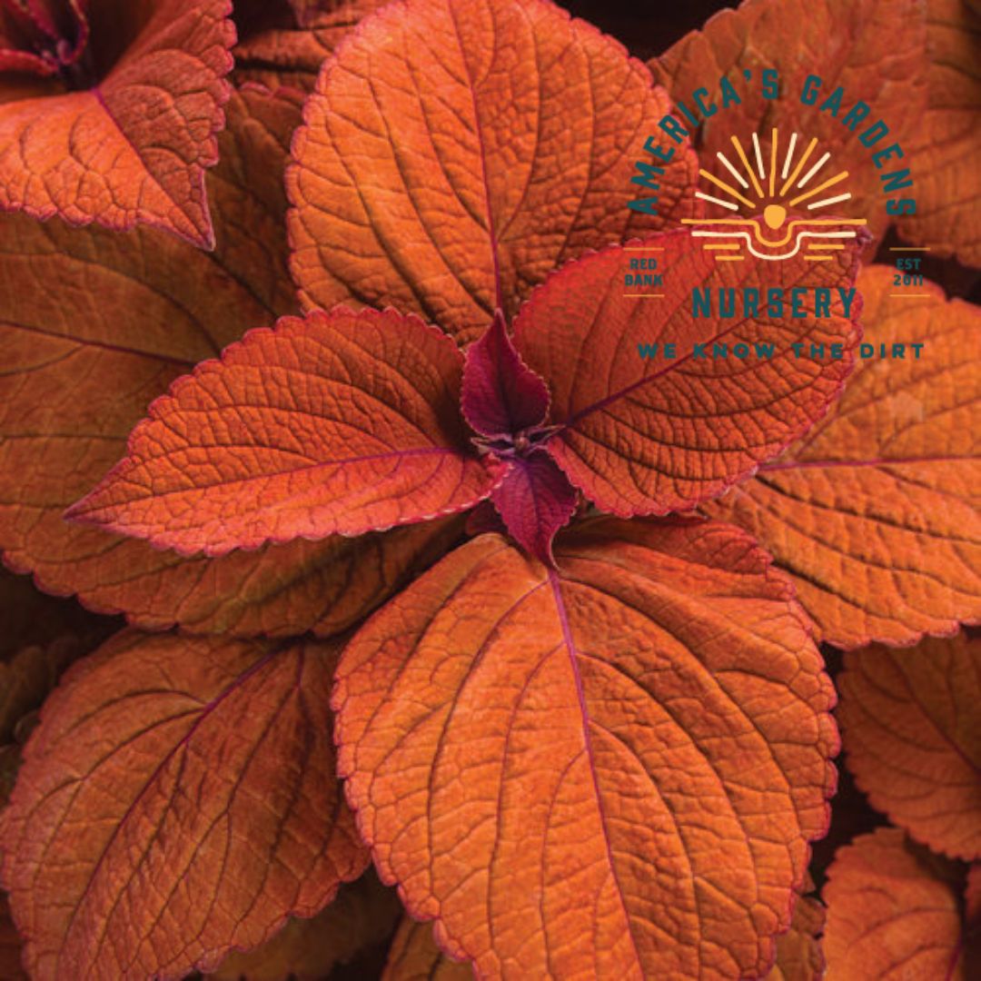 Coleus Assorted - America's Gardens Nursery