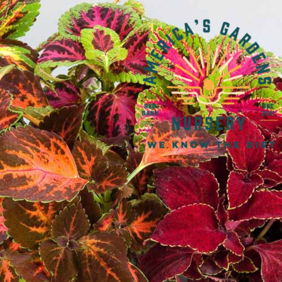 Coleus Assorted - America's Gardens Nursery