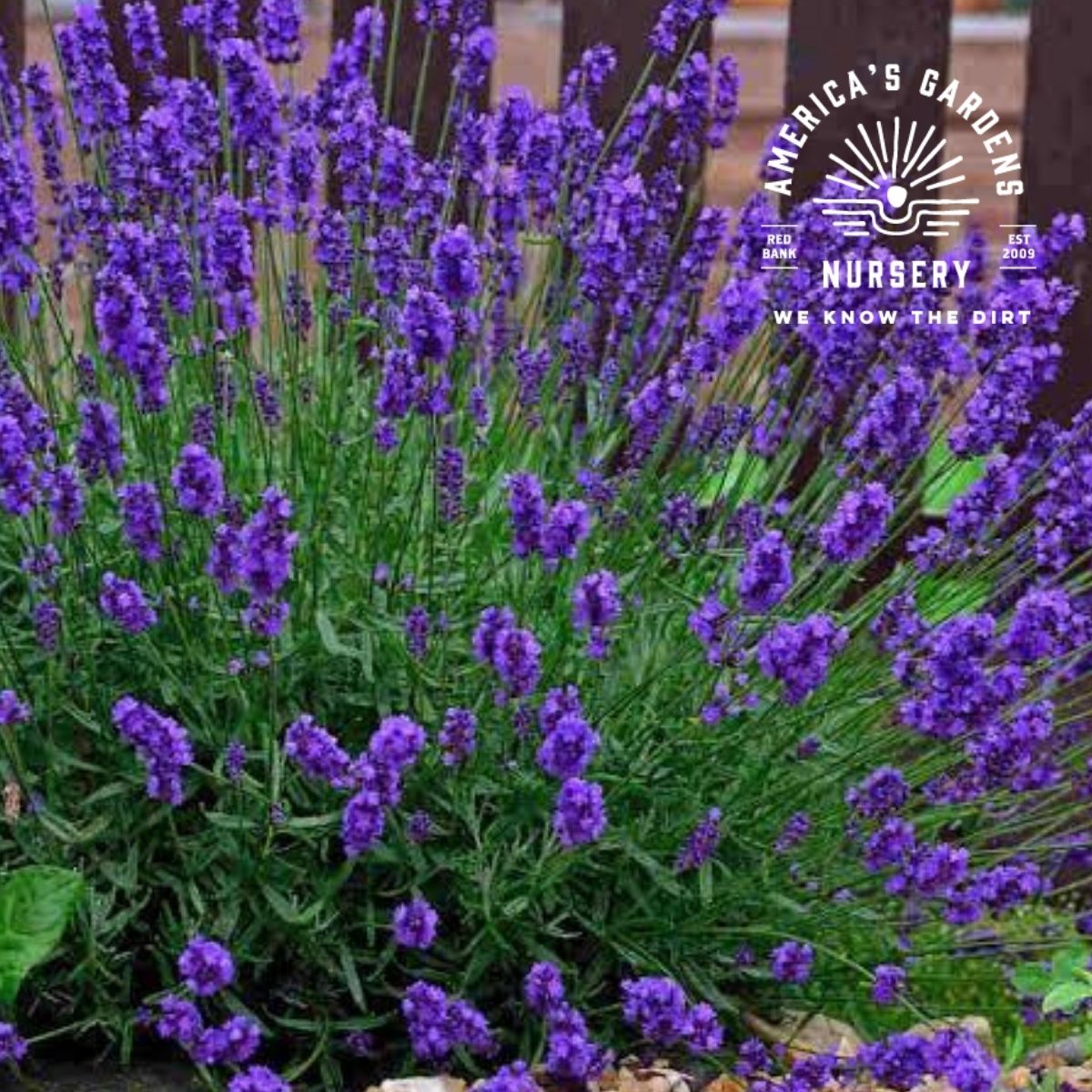 Common English Lavender - America's Gardens Nursery