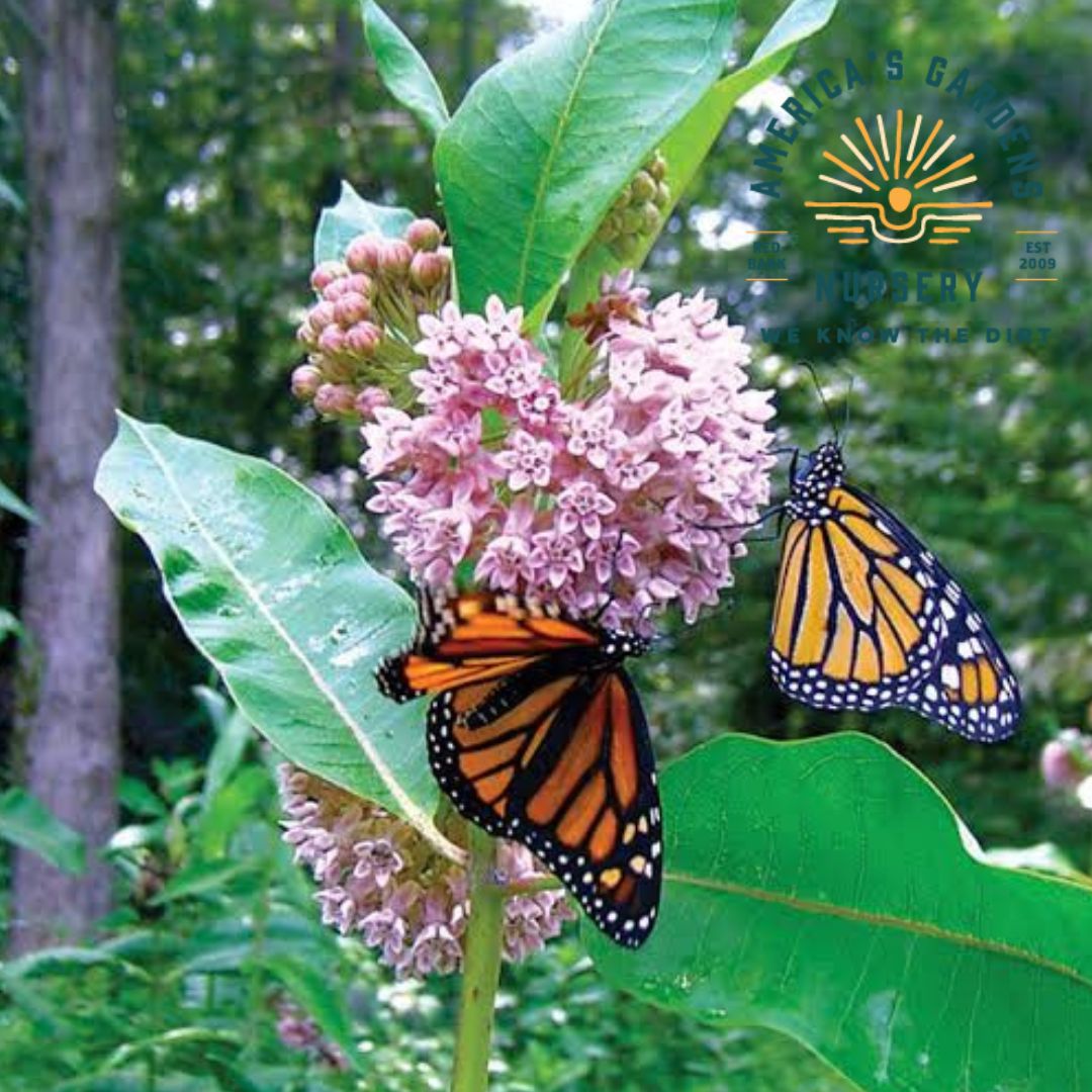Common Milkweed - America's Gardens Nursery