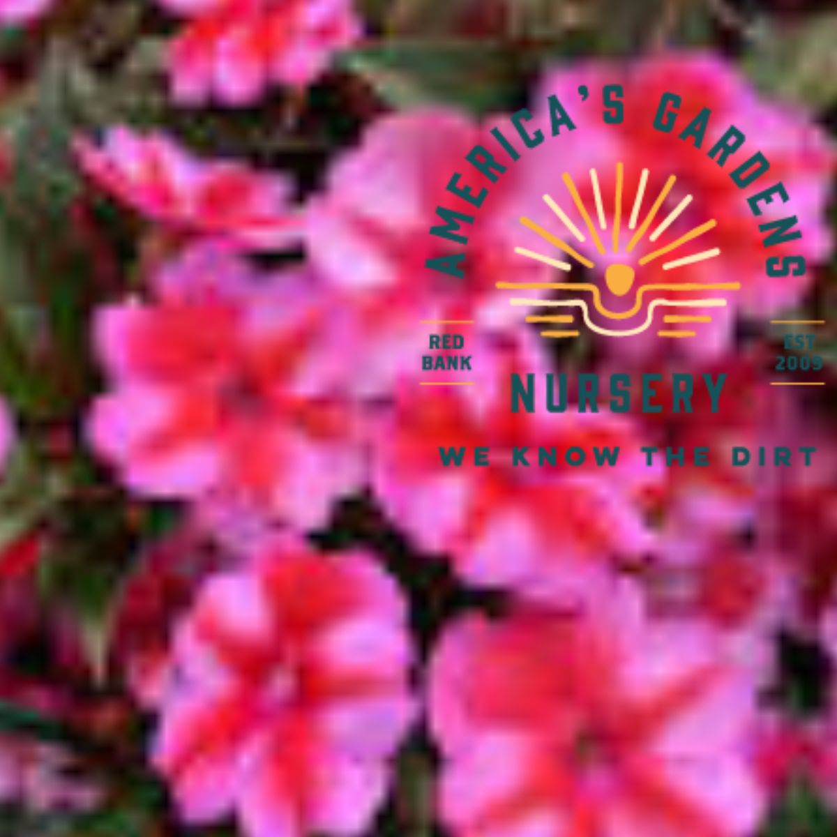 Compact SunPatiens New Guinea Impatiens - America's Gardens Nursery