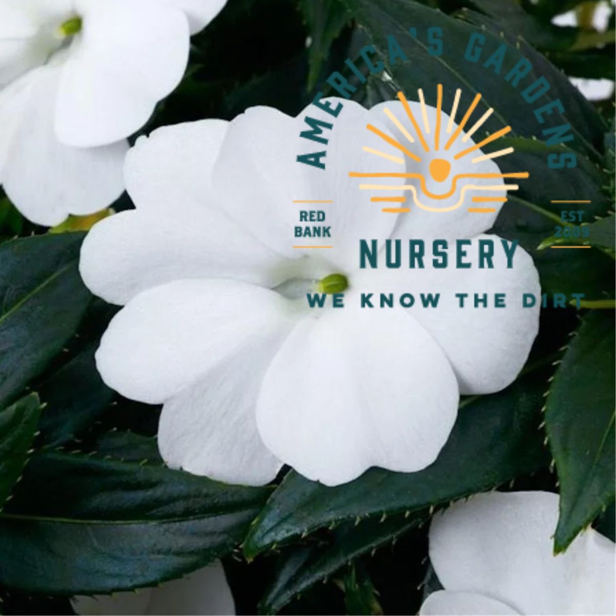 Compact SunPatiens New Guinea Impatiens - America's Gardens Nursery