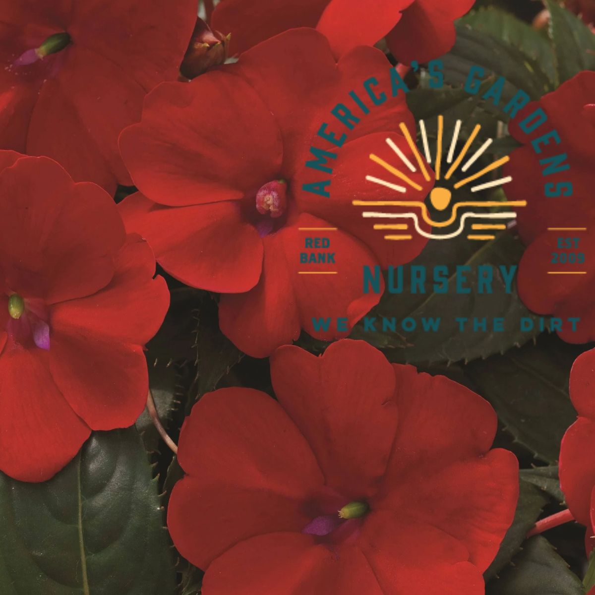 Compact SunPatiens New Guinea Impatiens - America's Gardens Nursery