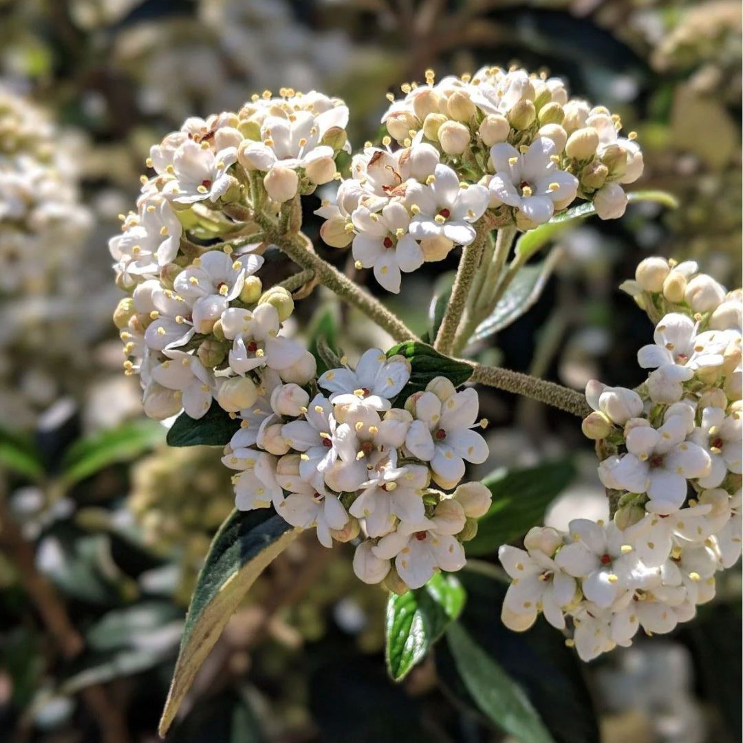 Conoy Viburnum - America's Gardens Nursery