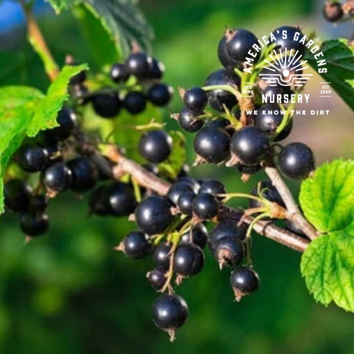 Consort Black Currant Plant - America's Gardens Nursery