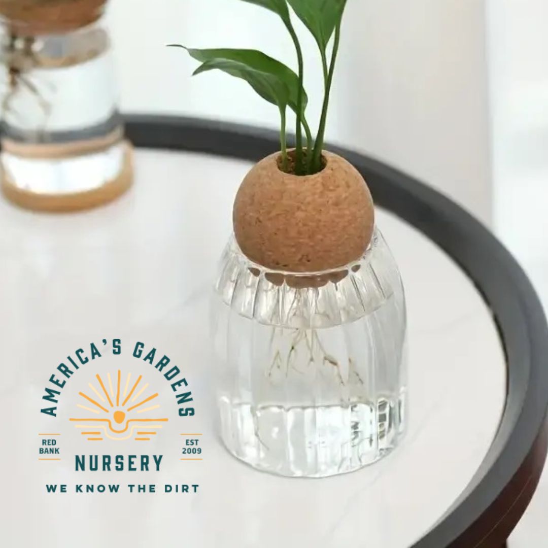 Cork Bottle Hydroponic Vase - America's Gardens Nursery