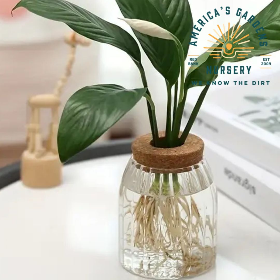 Cork Bottle Hydroponic Vase - America's Gardens Nursery